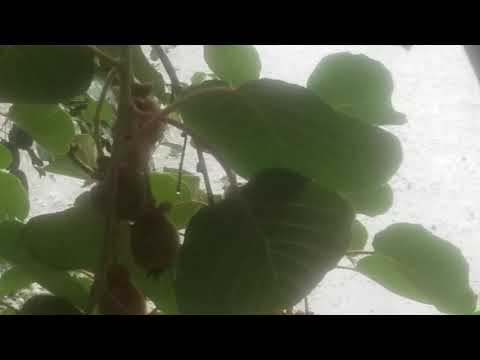 Ljubovija, grad ...24.06.2121.