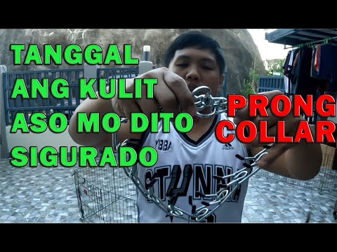 PRONG COLLAR TANGGAL KULIT NG ASO MO DITO AMERICAN BULLY DOGS | DON RAIDER VLOG 291