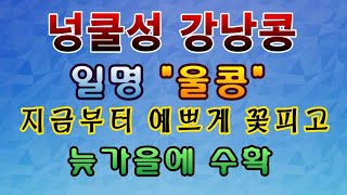 [텃밭농부. 1,230]  넝쿨성 강낭콩. 일명 "울콩" 지금부터 꽃이 피고 늦가을에 수확한다. #강낭콩재배…