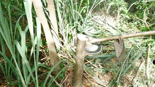 ตัดไม้กระถินได้ ใบมีดตัดหญ้า ใบตัดหญ้าวงเดือน Sawmaster Kurokage คาไบร์ 40 ฟัน 255 mm.