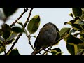 dunnock in a tree