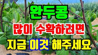 완두콩 웃거름주고 지주대 세우고 또한가지 이것 꼭 확인 하세요