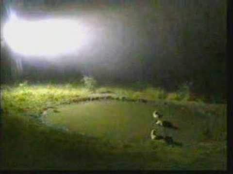 Spotted Hyenas Go For A Dip