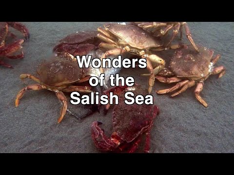 The Marine: A Realm of Wonder and Complexity | Golden Age