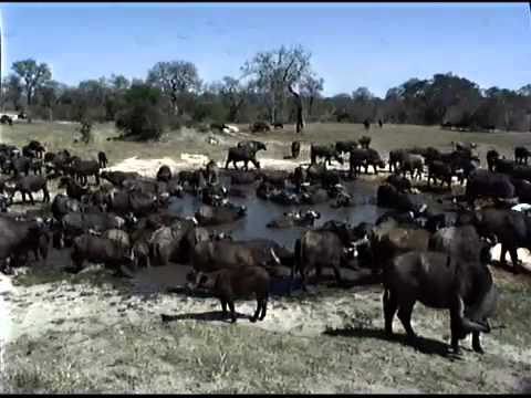 Large buffalo herd visits Nkorho - part 2