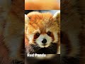 What sound does Red Panda makes ?