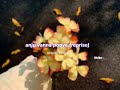 Anju Vanna Poove S L O W E D R E V E R B Lilvibe