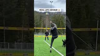 Download lagu Real life Air Bud 🐶 mp3 Download lagu Real life Air Bud 🐶 mp3