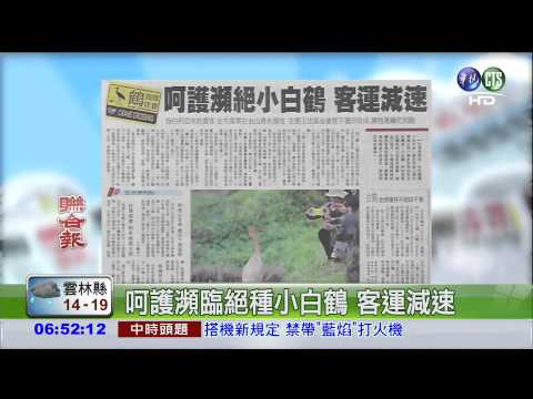 呵護瀕臨絕種小白鶴 客運減速