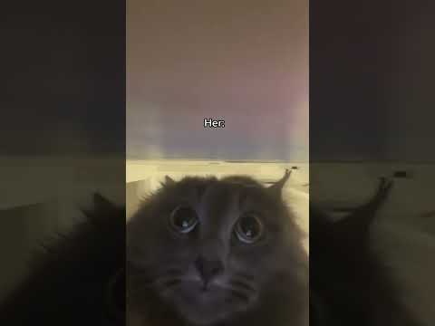 my cat when I kick her out of the room at 3 am #shorts #funny #memes #funnyvideos #dankmemes #tiktok