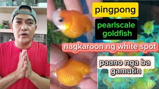 PAANO GAMUTIN ANG WHITE SPOT SA GOLDFISH