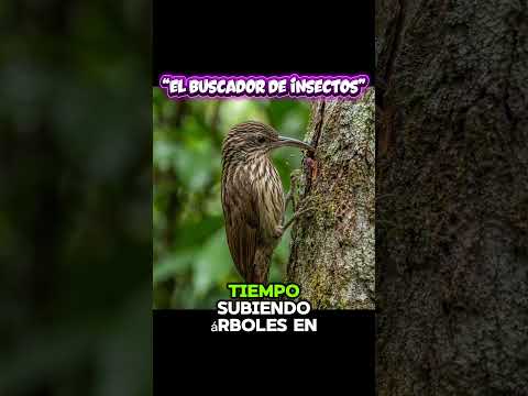 Conocias al teprador Campestre #aves #viral #naturaleza #paisajesextremos #motivacion #colombia