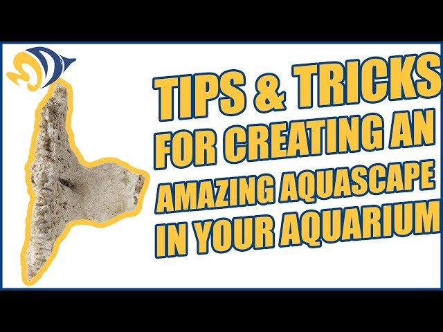 Tips & Tricks for Creating an Amazing Aquascape in your Aquarium