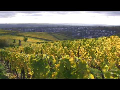 Robert Weil: Spitzenweingut im Rheingau | Made in Germany - Familienunternehmen