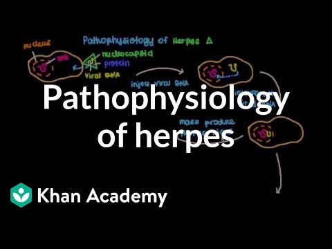 Pathophysiology of herpes | Infectious diseases | NCLEX-RN | Khan Academy