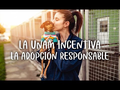 UNAM: soluciones al abandono de perros y gatos en México - UNAM Global