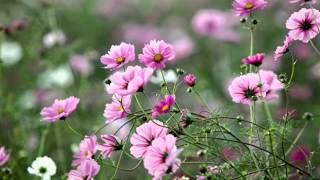 April Wine ~ I Wouldn&#39;t Want to Lose Your Love ♥ (1975)