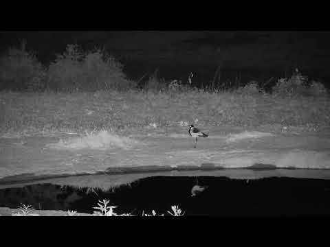 Djuma: Blacksmith Lapwing adult by the pan - 17:34 - 11/17/21