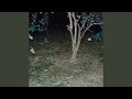 Songs at Night