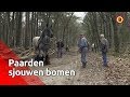 Paarden slepen boomstappen én 't Brabants Buske