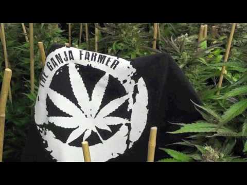 Bascom-X_One Spliff_june 2017