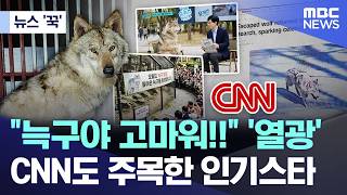 [뉴스 '꾹'] 늑구야 고마워!! '열광' CNN도 주목한 인기스타 (2026.04.19/MBC뉴스)