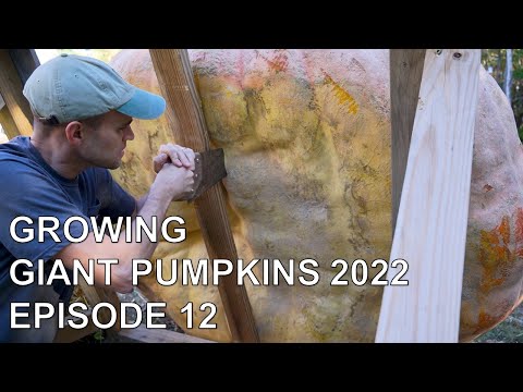 , title : 'Growing Giant Pumpkins 2022 Episode 12 - Standing it up and getting seeds'
