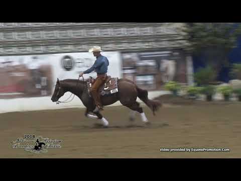 High Rolling Spook ridden by Nathan Piper  - 2018 NRBC (Open Prelims)