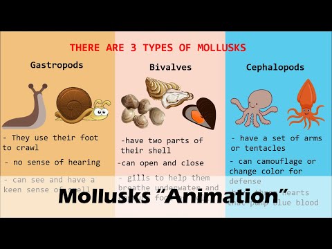 MOLLUSKS (Animation)