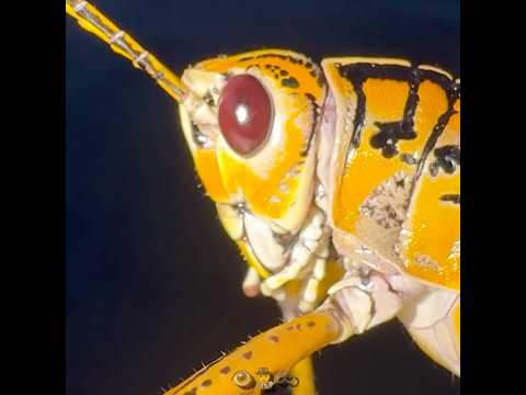 Florida Lubber aka Eastern Lubber Grasshopper