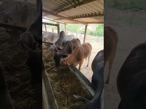 FAZENDA DE GADO CIDADE TURMALINA MG 🇧🇷#fazenda #sitio #gado