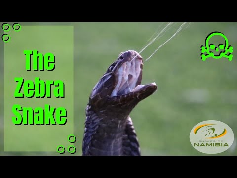 How to identify the infamous Zebra snake!