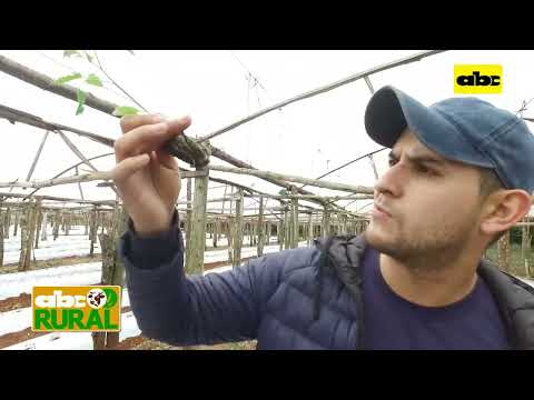 , title : 'Abc Rural: Características del tomate híbrido Caniati de Syngenta'