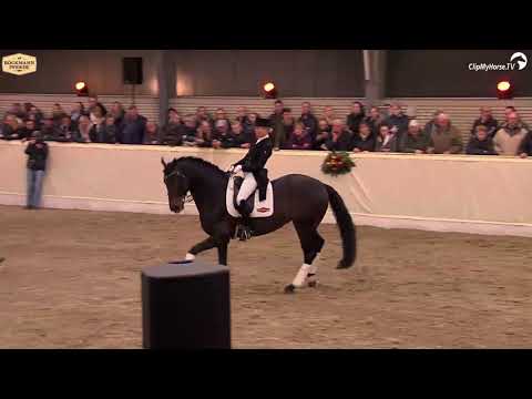 Danzador stallion show 2018