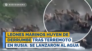 Leones marinos huyen de derrumbe tras terremoto en Rusia: se lanzaron al agua desde acantilado