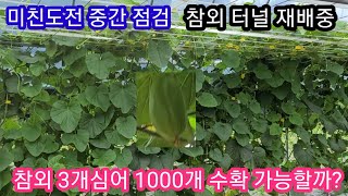 참외 3개심어 1000개 딸수 있을까요? 솔림농원 텃밭,귀농귀촌,전원일기,인간극장,주말농장 참외재배 방법