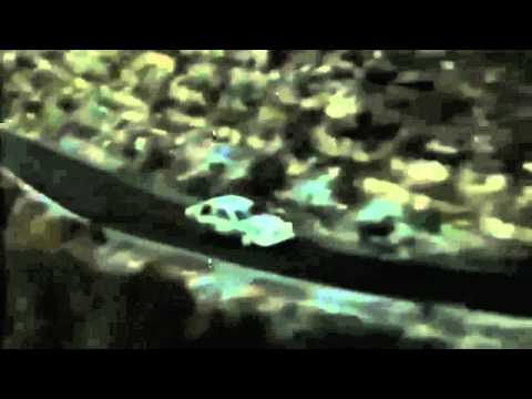 A Tribute To Henri Toivonen