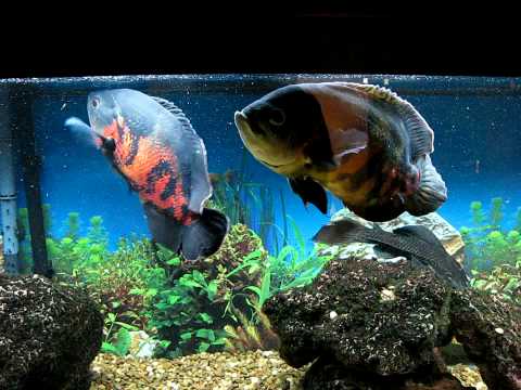 Baby oscar fish food