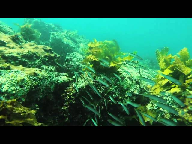 Port Noarlunga Outer Reef Dive