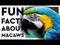 BLUE AND GOLD MACAWS Everything You Need To Know