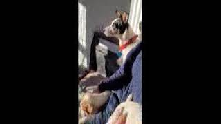 Jack Russell Terrier Puppies Videos