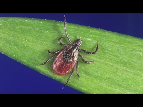 ダニの季節です。コロラドにはどんな種類があるの？