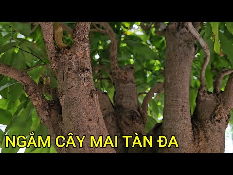 🔴 QBS23465 - NGẮM CÂY MAI TÀN ĐA MIỀN BẮC | CHĂM SÓC MAI VÀNG MIỀN BẮC | MAI VÀNG MIỀN BẮC 123