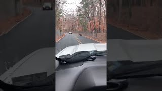 animales ciervo cautivo en el camino