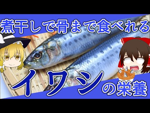 イワシ科について詳しく解説