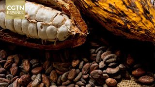 Pueblo costeño de Venezuela mantiene viva la producción del cacao con métodos artesanales