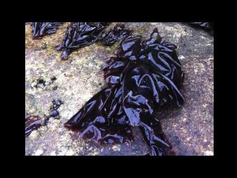VI. Seaweed Culture in New England: Porphyra. Part 6 of 6.