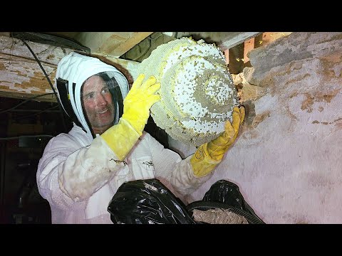MASSIVE Yellow Jacket SUPERNEST In a Basement INFESTATION | Wasp Nest Removals!