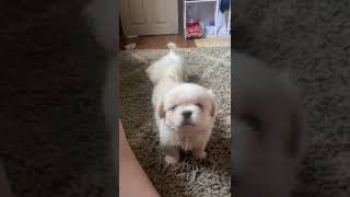 Pekingese Puppies Videos