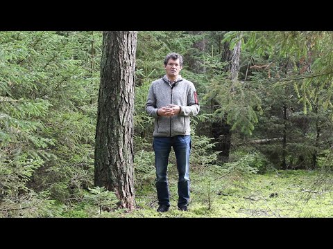 Waldwirtschaften Kompakt - Typischer Kiefernbestand und seine Chancen am Holzmarkt